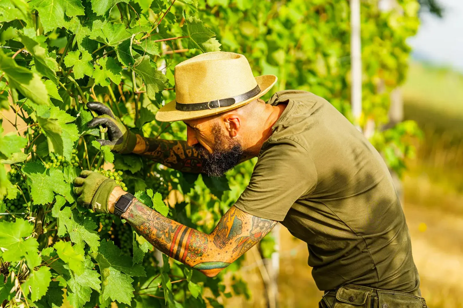 Ritratto di Stefano Zoli nel vigneto