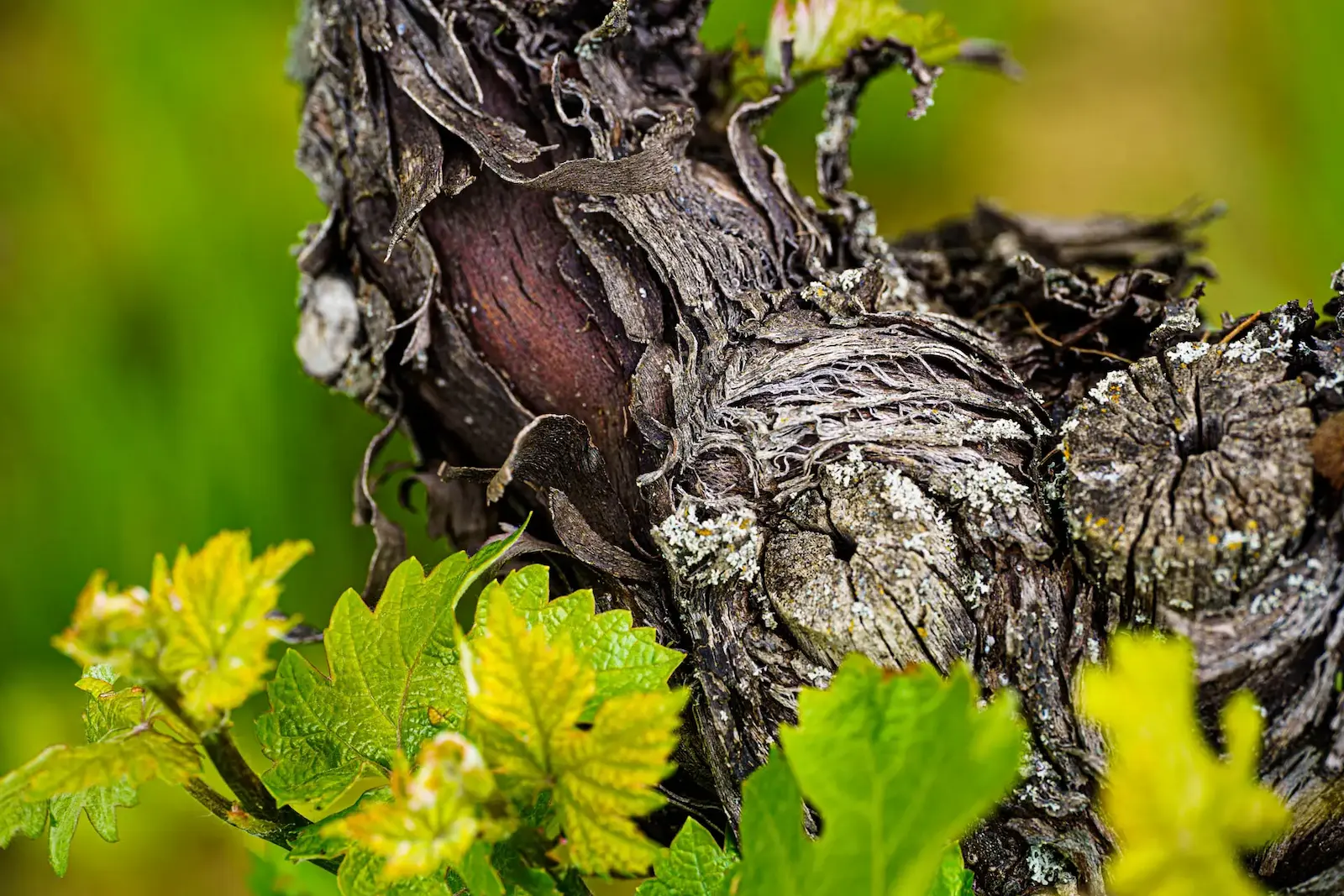 Dettaglio macro della vite e texture naturale del vigneto Stefano Zoli